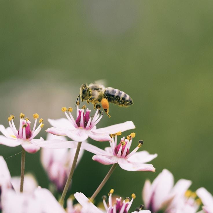 Overview of protected areas